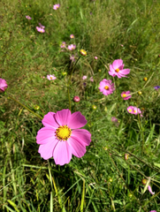 Cosmos bipinnatus