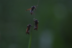 Pachodynerus nasidens