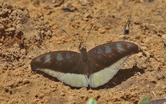 Tanaecia cocytus