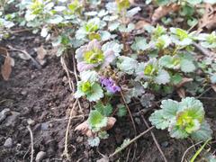 Glechoma hederacea