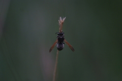 Pachodynerus nasidens