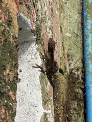 Anolis schiedii
