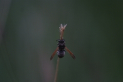 Pachodynerus nasidens