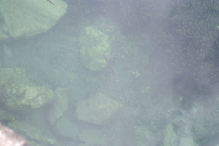 Zenarchopterus dispar