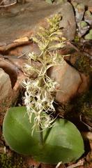 Holothrix filicornis