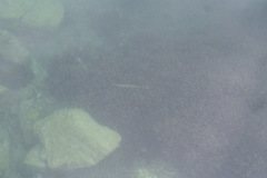 Zenarchopterus dispar