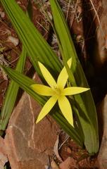 Empodium namaquensis