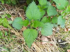 Urtica dioica