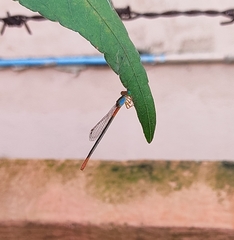 Ceriagrion cerinorubellum