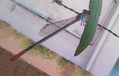Ceriagrion cerinorubellum