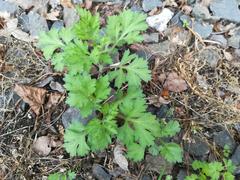 Artemisia vulgaris vulgaris