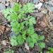 Artemisia vulgaris vulgaris - Photo (c) g7t, algunos derechos reservados (CC BY-NC), subido por g7t