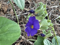 Thunbergia battiscombei