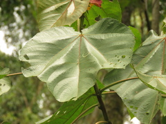 Heliocarpus americanus