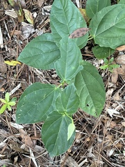 Thunbergia battiscombei