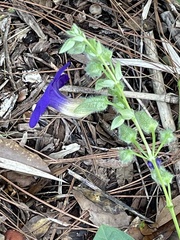 Thunbergia battiscombei