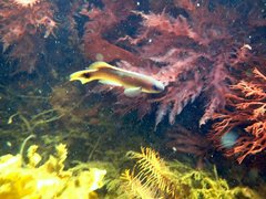 Trachinops caudimaculatus