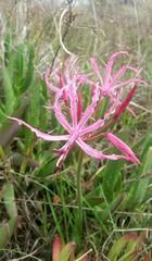 Nerine humilis