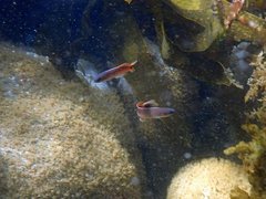 Trachinops caudimaculatus