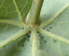 Coccinia sessilifolia image