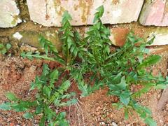 Taraxacum officinale