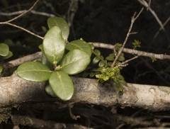 Lepidoceras chilense