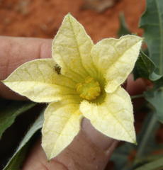 Coccinia sessilifolia var. sessilifolia image