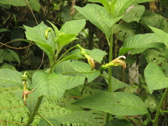 Centropogon foetidus