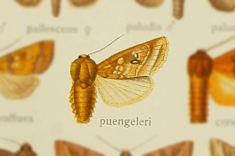 Gortyna puengeleri