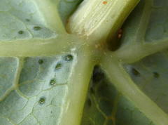 Coccinia sessilifolia image