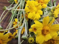 Monolopia lanceolata