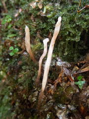 Clavulina castaneipes