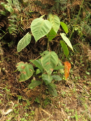 Croton mutisianus