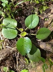 Dorstenia brasiliensis