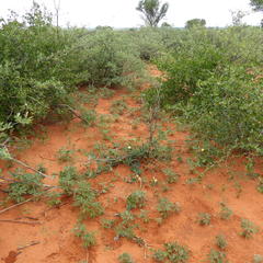 Coccinia sessilifolia image