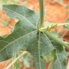 Coccinia sessilifolia image