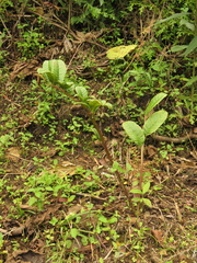 Burmeistera succulenta