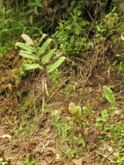 Burmeistera succulenta