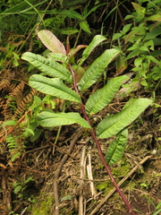 Burmeistera succulenta