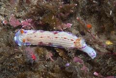 Hypselodoris capensis