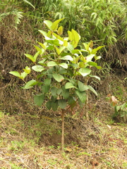 Vismia baccifera