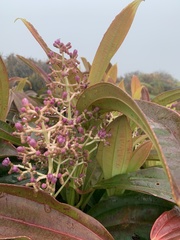 Miconia robinsoniana
