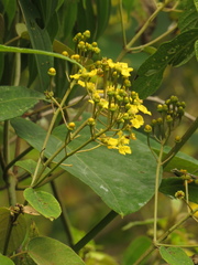 Stigmaphyllon bogotense