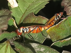 Dysdercus peruvianus