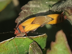 Dysdercus peruvianus