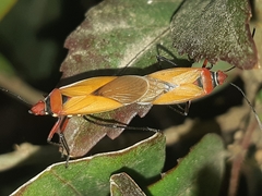 Dysdercus peruvianus