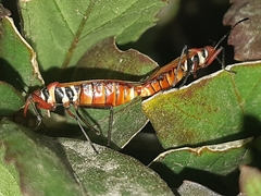 Dysdercus peruvianus