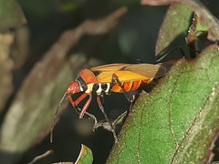 Dysdercus peruvianus