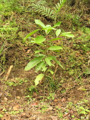 Nectandra acutifolia