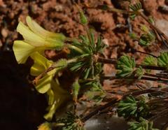 Oxalis crocea